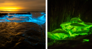 Bioluminescence In Nature