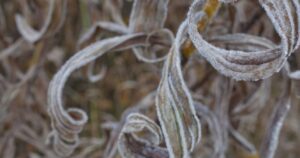 an ice-covered plant in the berkshires