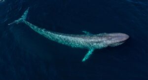 aerial view of a blue whale swimming