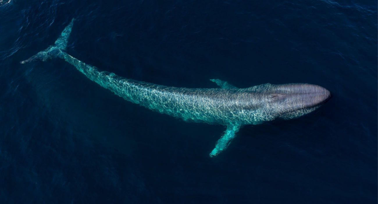 vista aérea de uma baleia azul nadando
