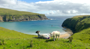 Coastline of Donegal And Sheep