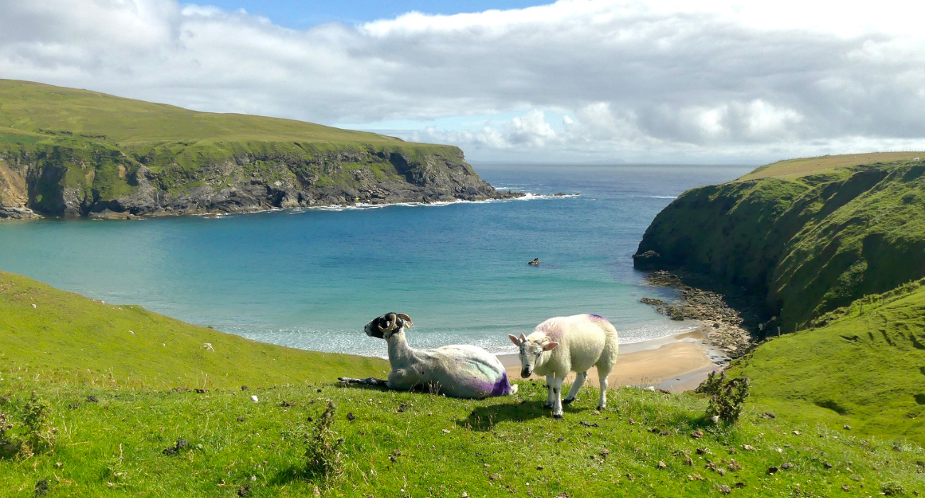 Litoral de Donegal e ovelhas