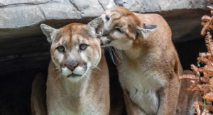 Pair Of Mountain Lions