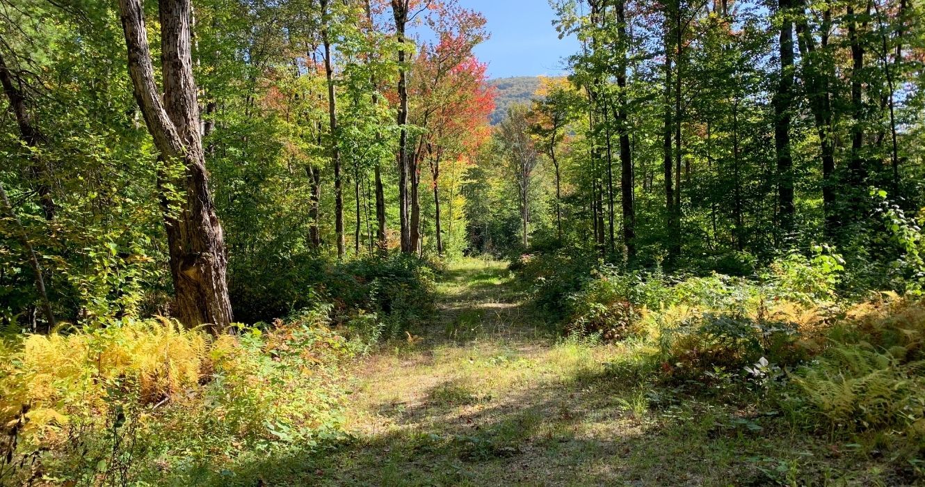 uma trilha de caminhada na montanha Glastenbury em Vermont