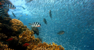 View Of A Tropical Reef