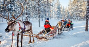 a reindeer sleigh in lapland, finland