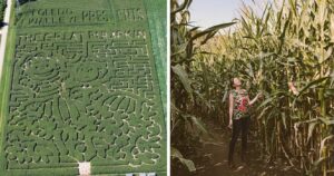 going through a corn maze