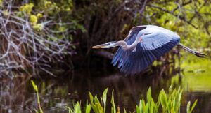 Great Blue Heron flying in the wetlands of south Florida