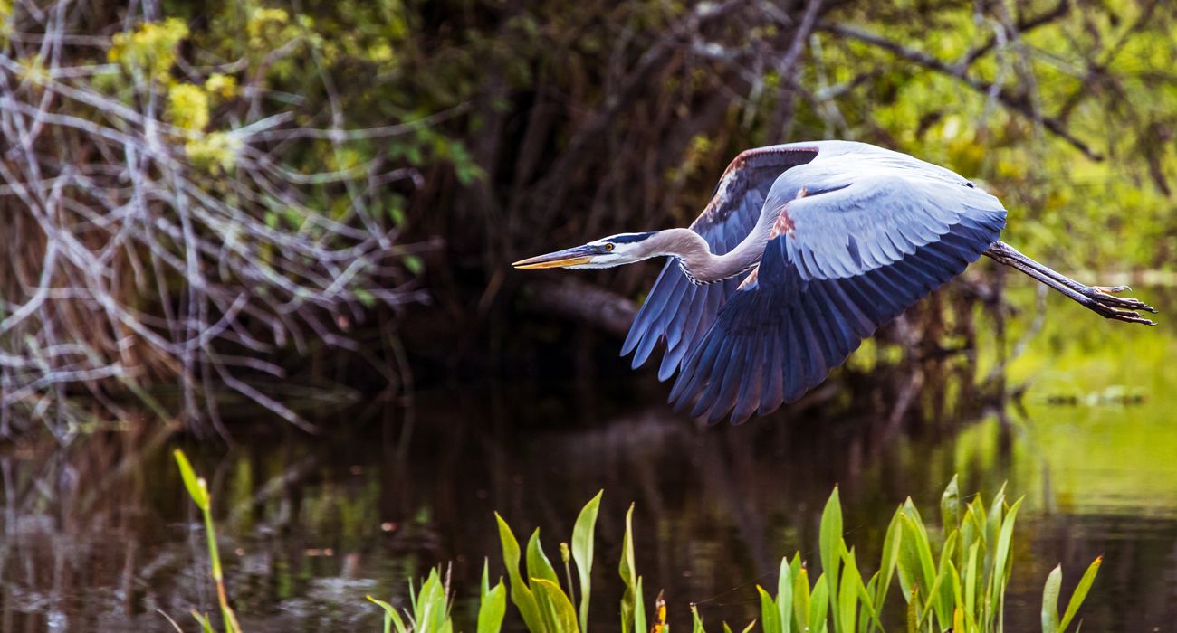 Great Blue Heron voando nos pântanos do sul da Flórida