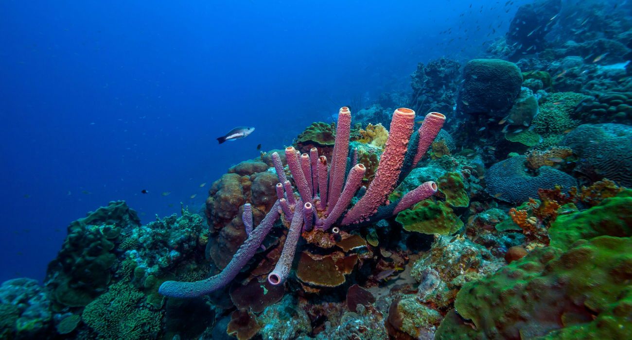Recife de coral do Caribe ao largo da costa