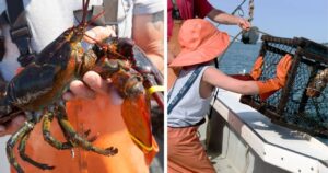 catching lobster on a boat tour in maine