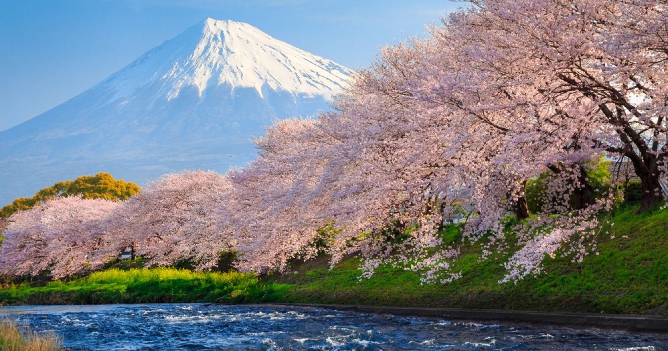Flores de cerejeira e montanha Fuji no Japão