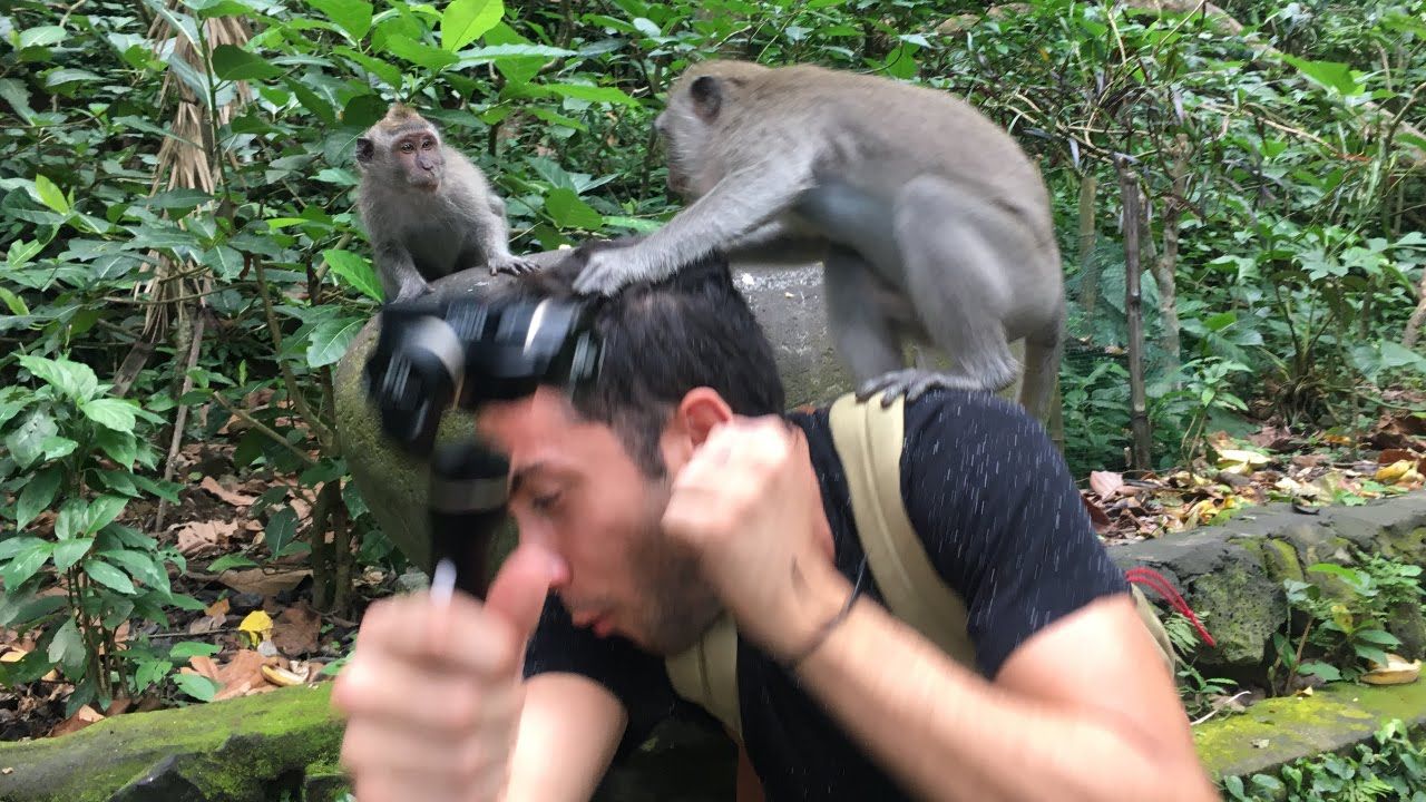 Macacos atacando homem
