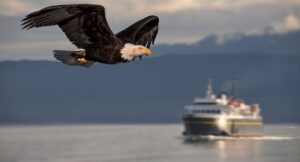 Bald Eagle Flying By A Ferry Of The Alaska Marine Highway
