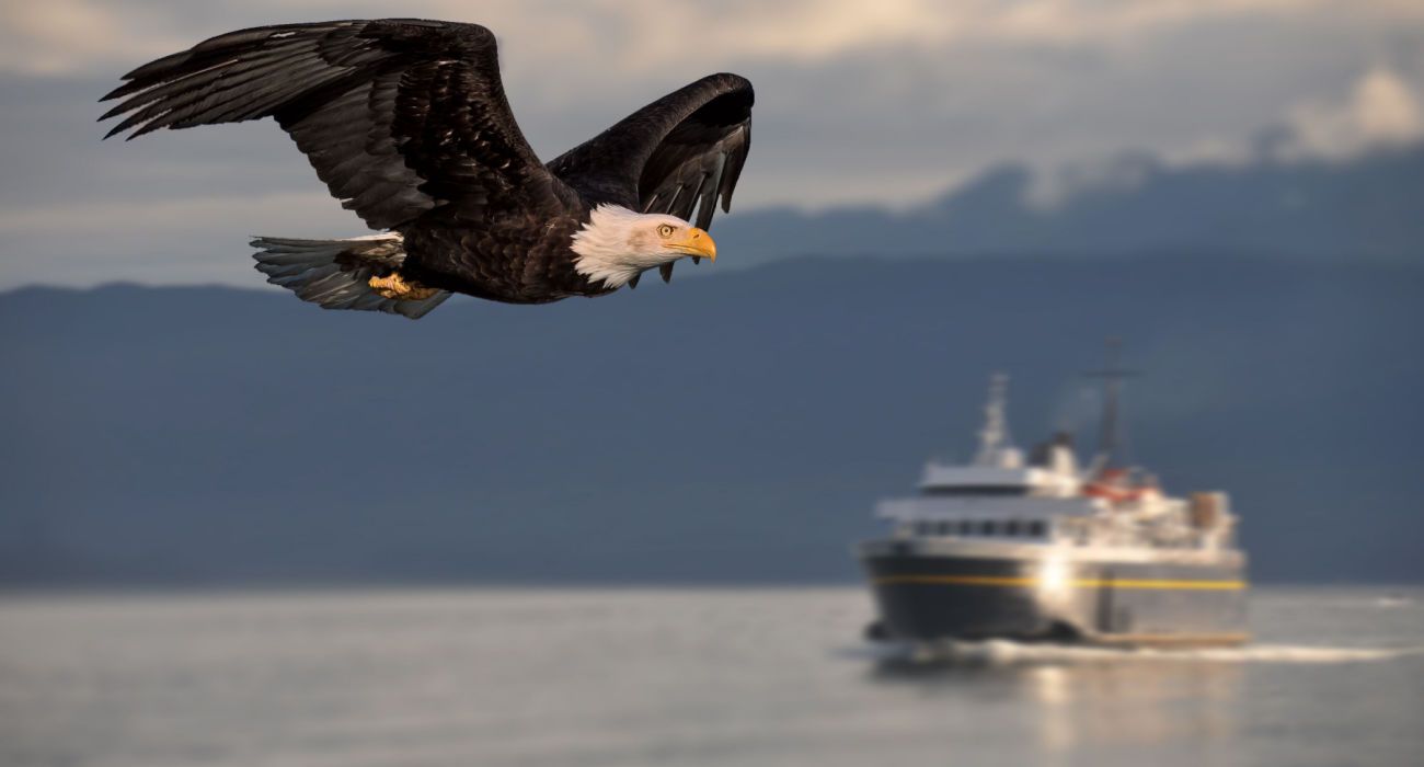 Bald Eagle voando por uma balsa da Alaska Marine Highway