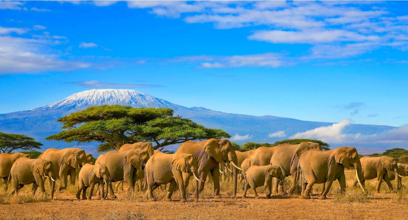 Elefantes no Quênia