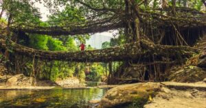 someone standing on a living root bridge in india