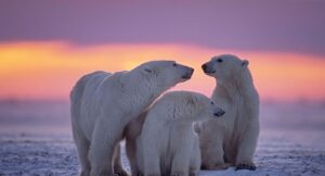 Polar bear family in Canadian Arctic sunset