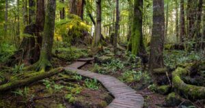 a boardwalk through the woods on vancouver island