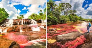the caño cristales river in columbia