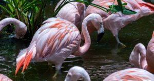 flamingos at sunken gardens, florida