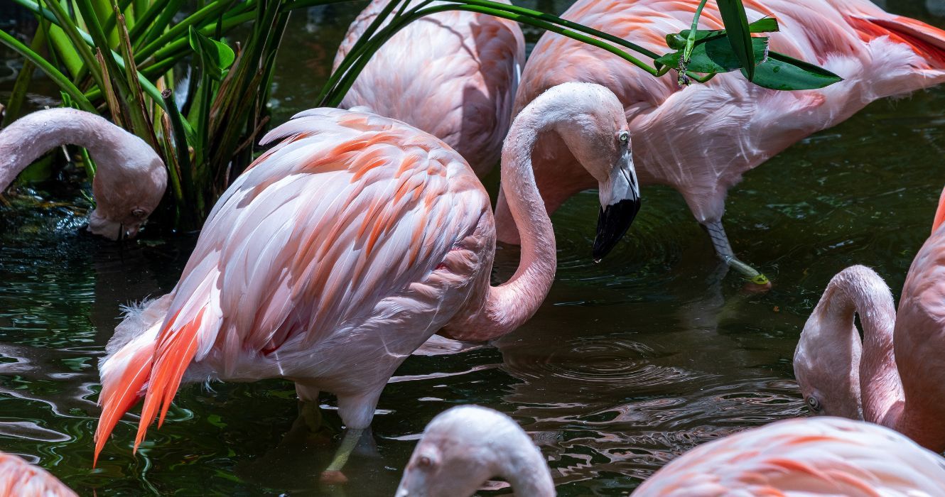 Flamingos em Sunken Gardens, Flórida