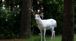 White tailed Deer Shedding Their Velvet