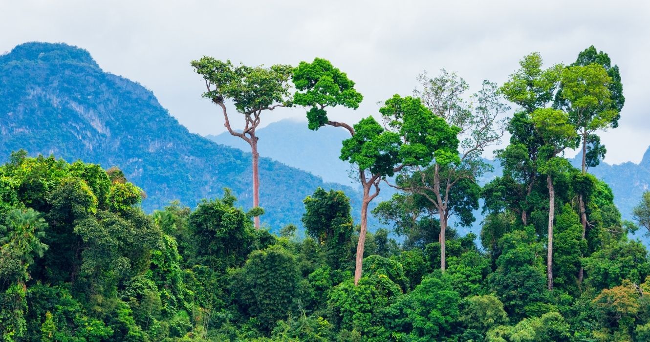 floresta tropical de bornéu na malásia