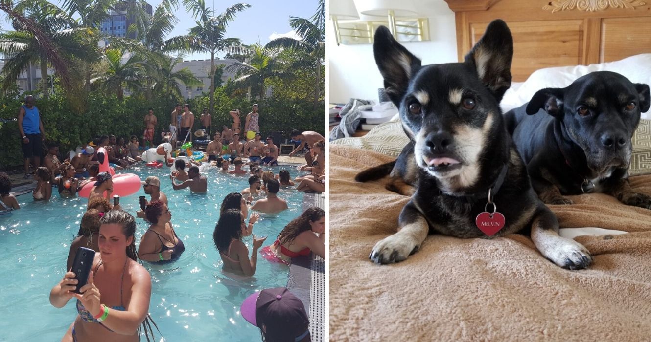 uma festa louca na piscina fica fora de controle, animais de estimação sentam em uma cama em um quarto de hotel