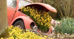 Broken down Volkswagen beetle with flowers growing under the hood