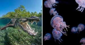 a closeup of a saltwater crocodile, a closeup of the deadly box jellyfish