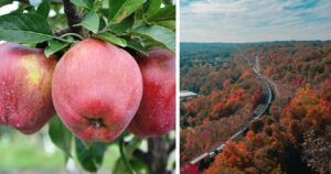 apples on a tree, aerial view of fall in ontario