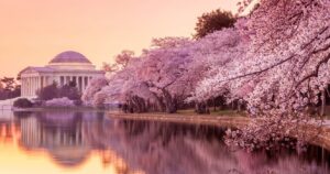 cherry blossoms at the tidal basin in washington d.c.