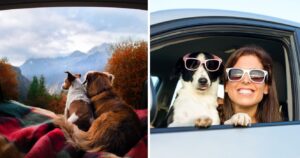 dogs on a road trip with their owner