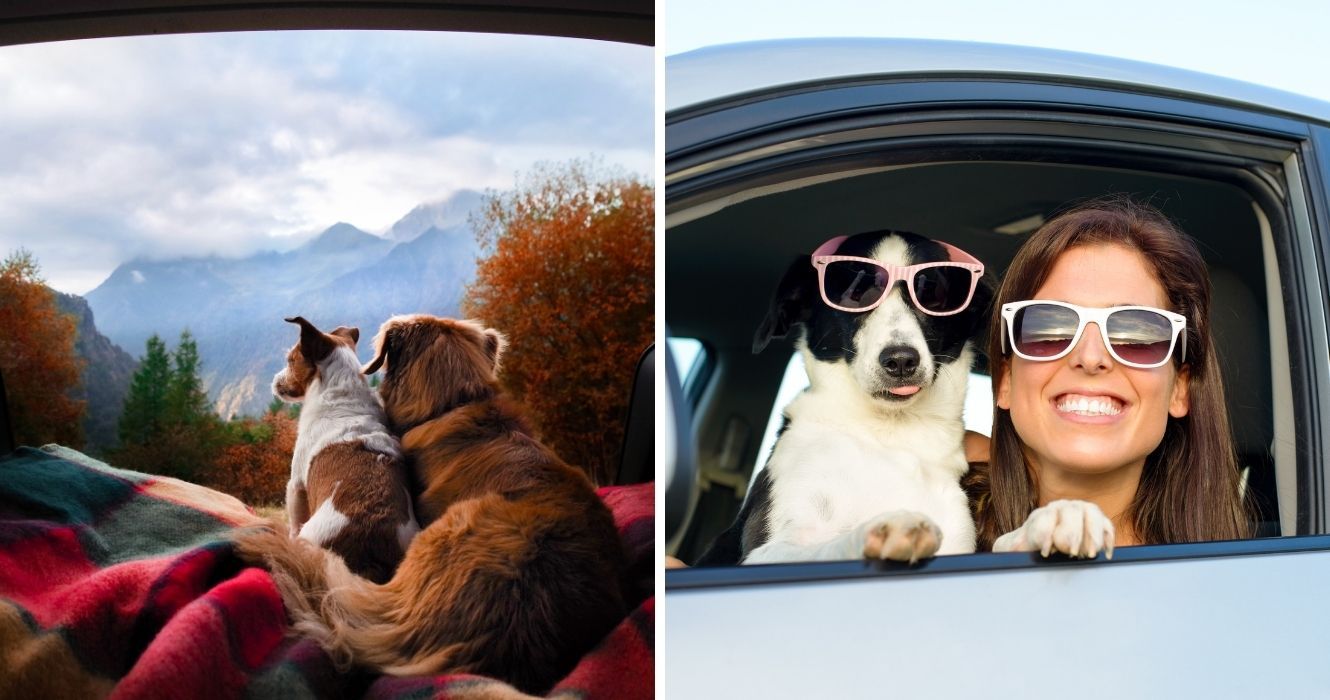 cães em uma viagem com seu dono