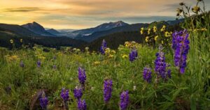 wildflowers in crested butte, colorado, at sunset