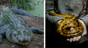 Crocodile and Snake