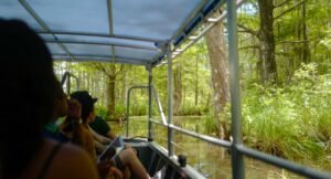 View from boat on Honey Island Swamp tour