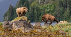 Grizzly bears in Great Bear Rainforest