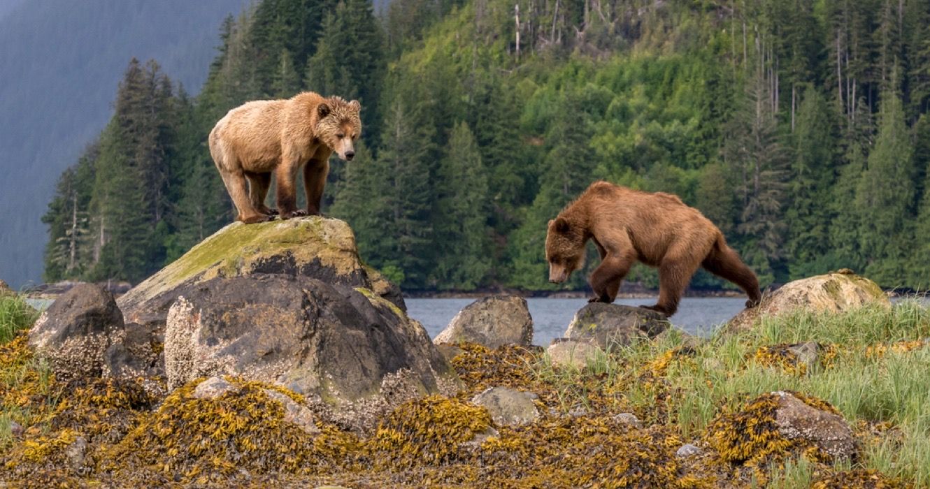 Ursos pardos em Great Bear Rainforest