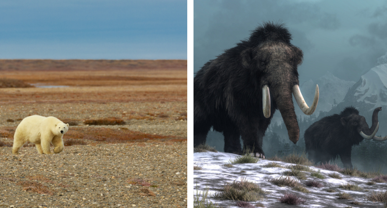 Urso polar e mamutes lanosos