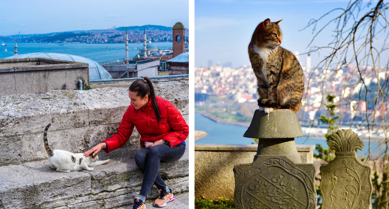 Gatos em Istambul