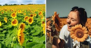 grinter farms and babettes seeds of hope sunflowers