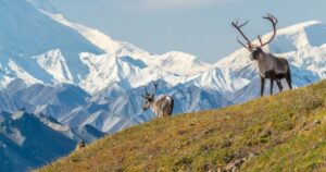 Majestic caribou bull in front of the mount Denali