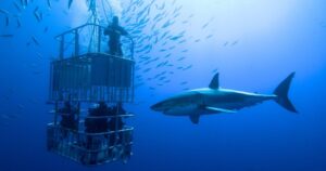 cage diving with a great white shark