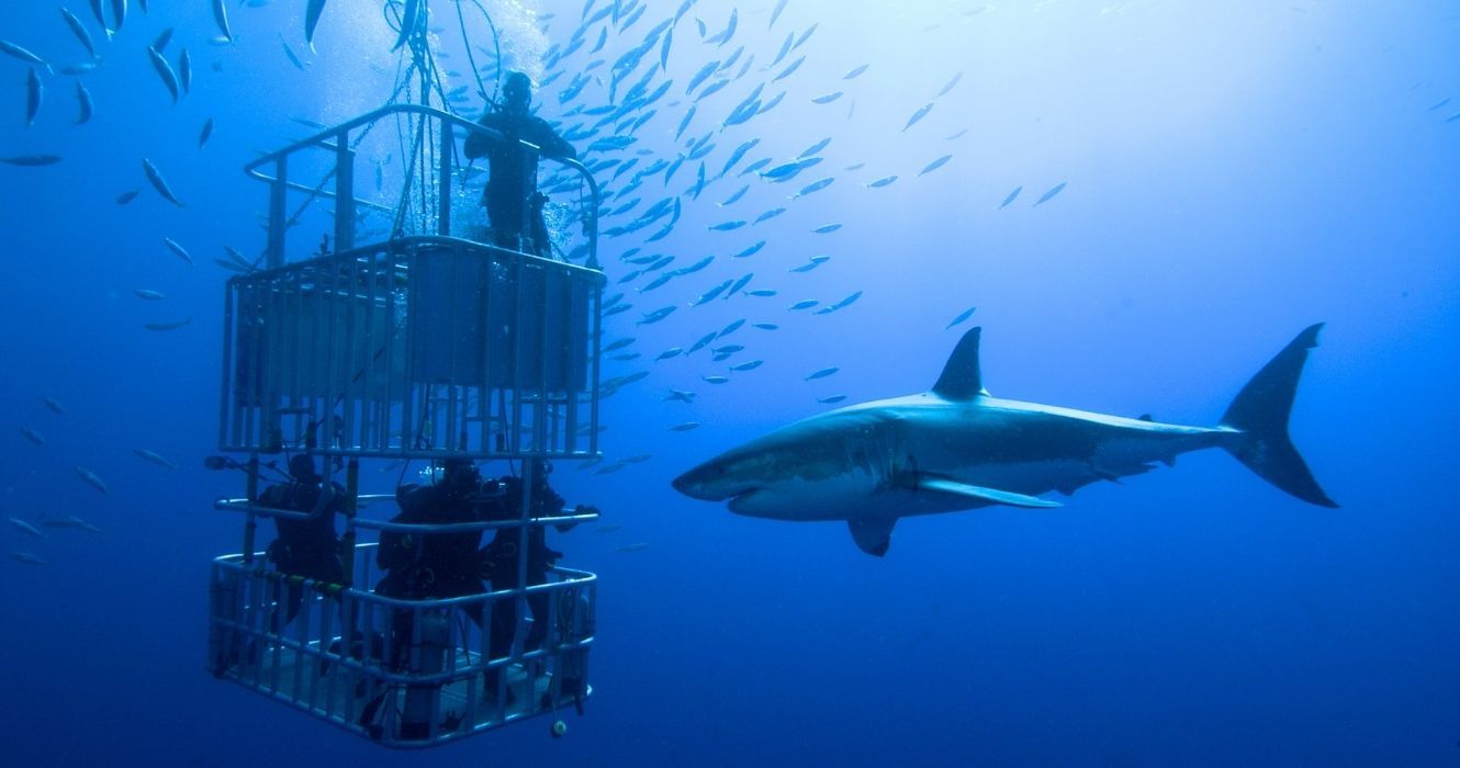 mergulho em gaiola com um grande tubarão branco