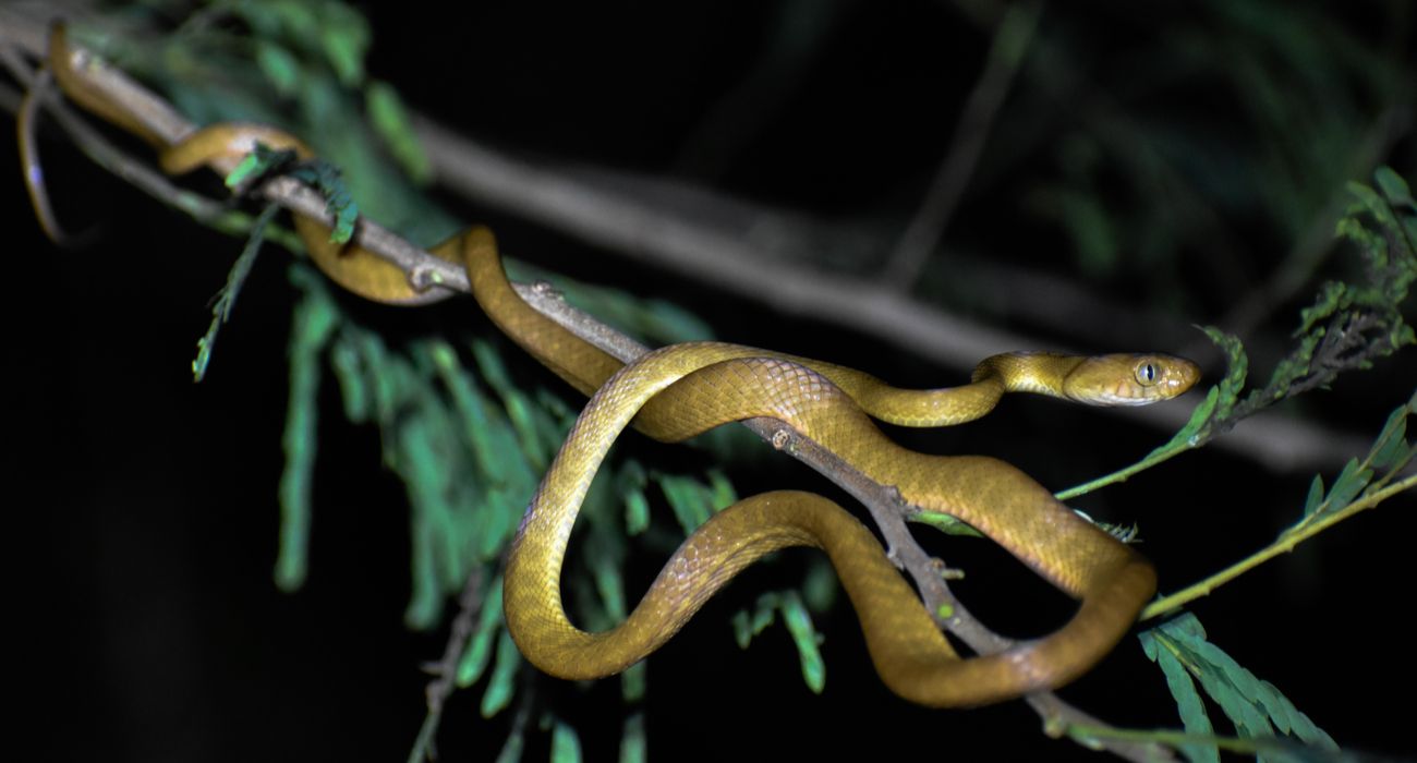 Cobra da Árvore Marrom de Guam