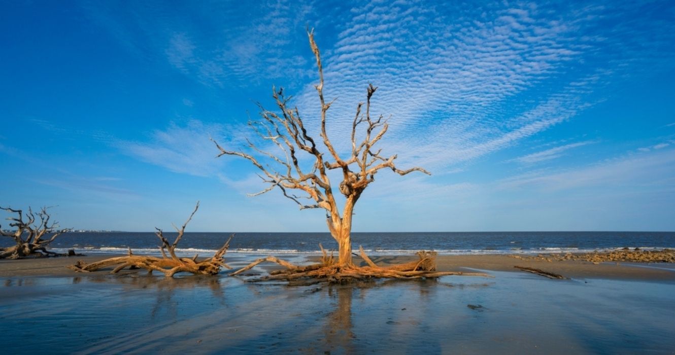 uma árvore na praia de troncos na geórgia