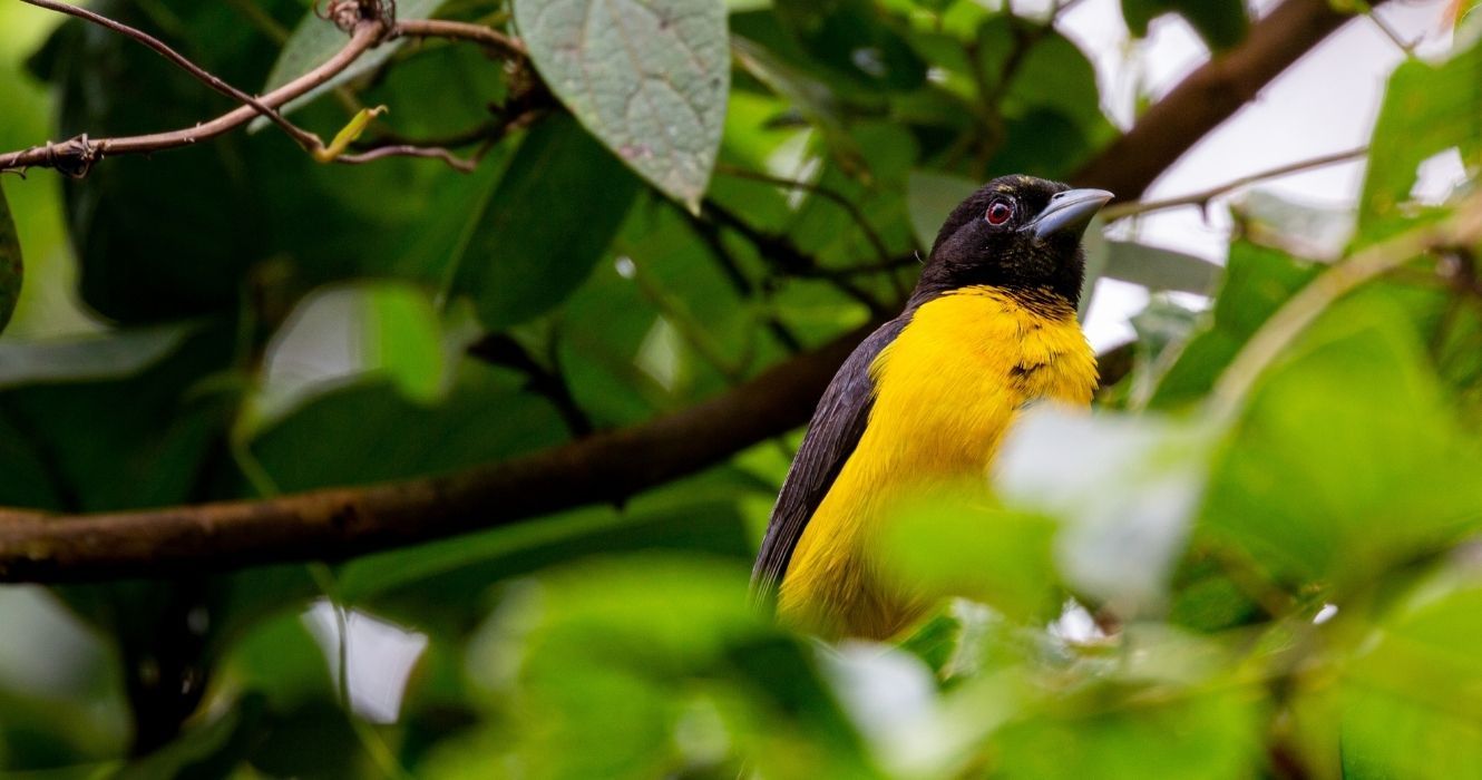 um pássaro retratado na Floresta Kakamega, África