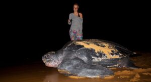 Tourist With Leatherback Sea Turtle at night